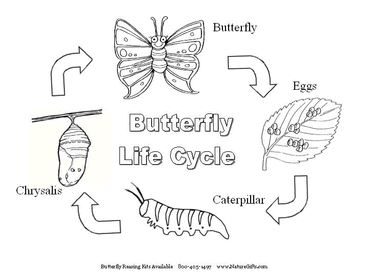 Butterfly Life Cycle Stages 